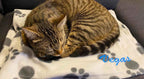 plaid pour chat personnalisé